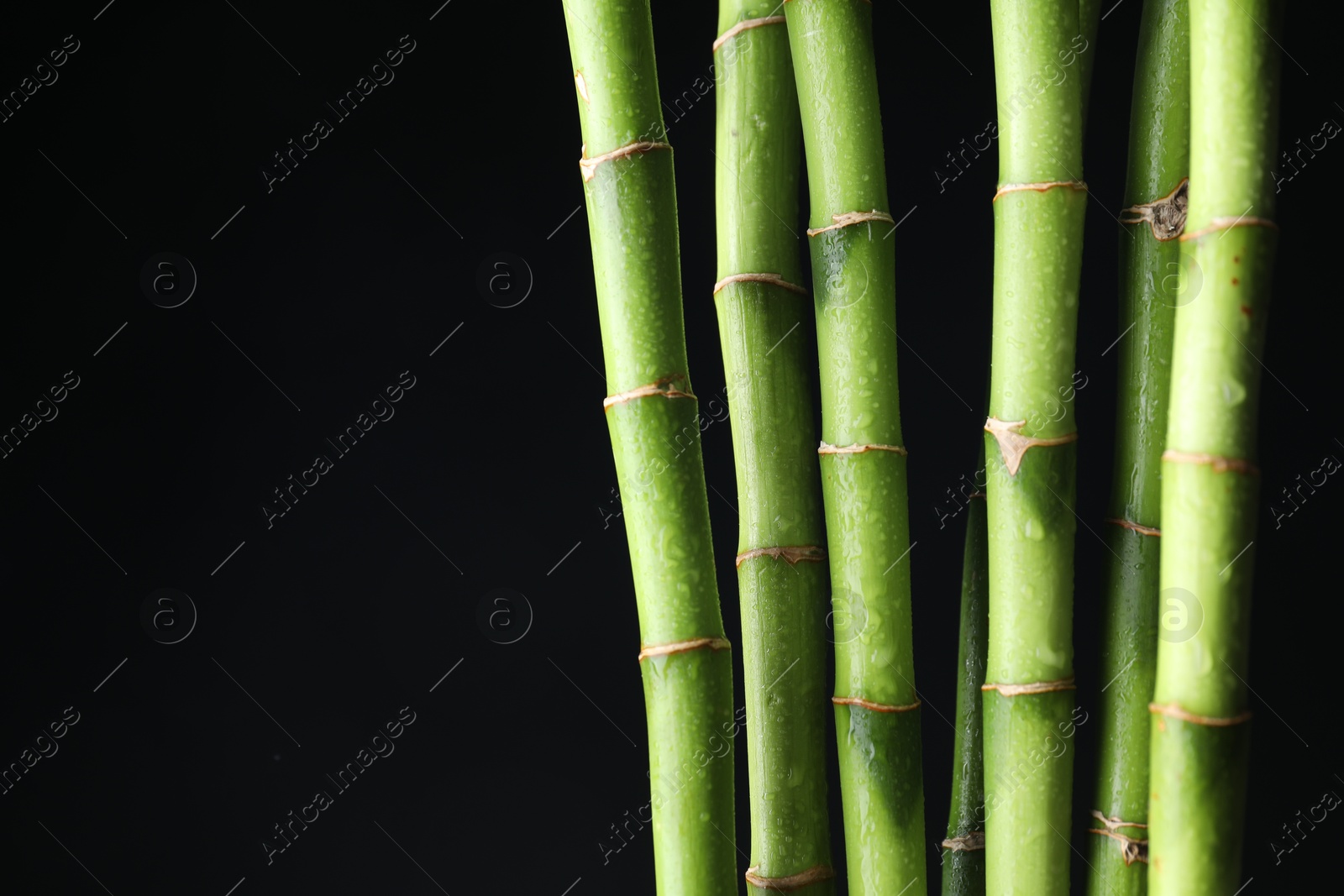 Photo of Wet green bamboo stems on black background, closeup. Space for text