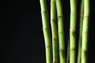 Photo of Wet green bamboo stems on black background, closeup. Space for text