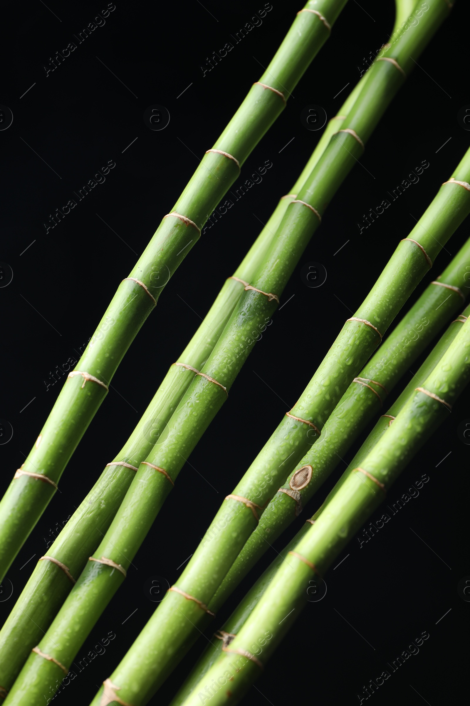 Photo of Wet green bamboo stems on black background, closeup