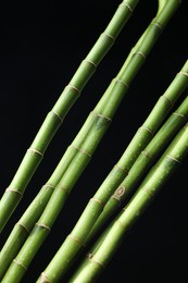 Photo of Wet green bamboo stems on black background, closeup