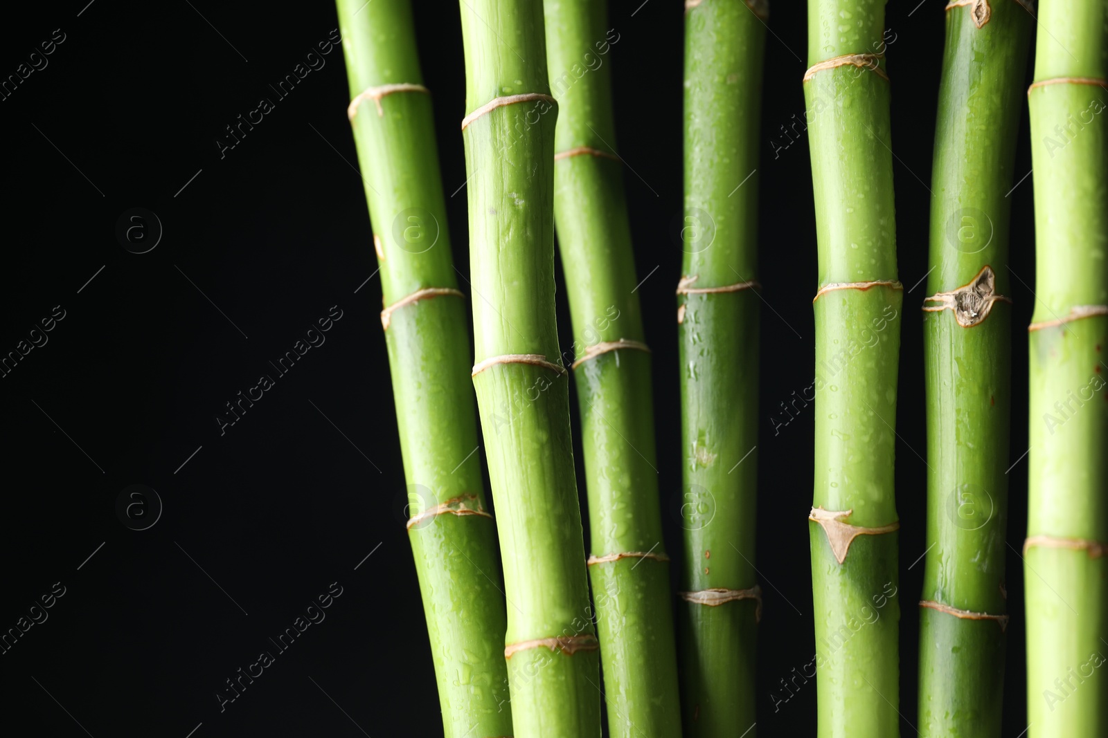 Photo of Wet green bamboo stems on black background, closeup. Space for text