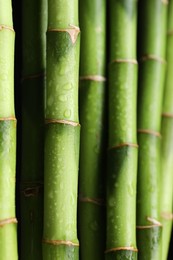 Photo of Wet green bamboo stems on black background, closeup