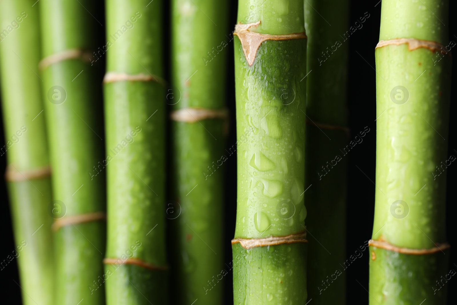 Photo of Wet green bamboo stems on black background, closeup