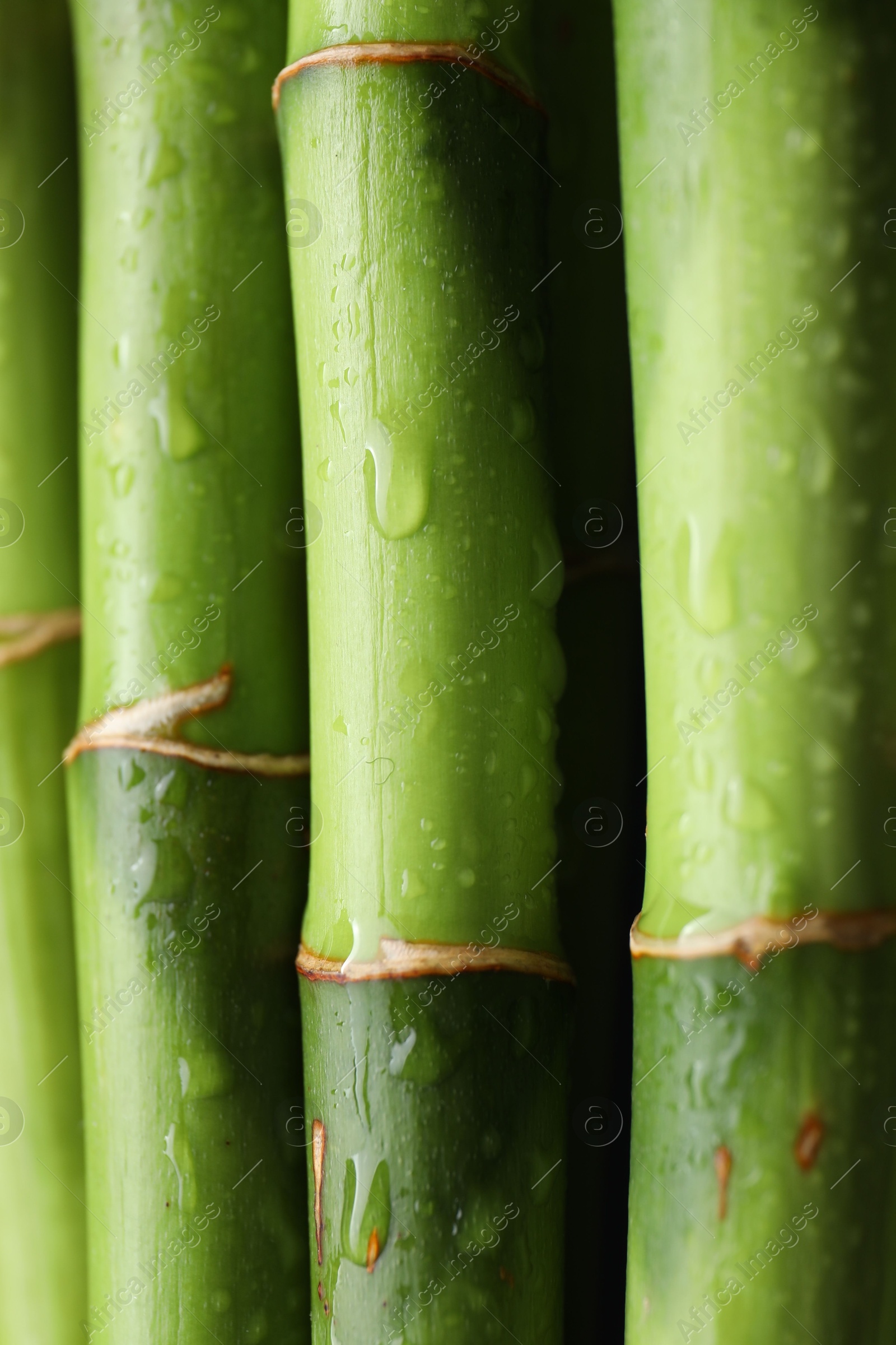 Photo of Wet green bamboo stems on black background, closeup