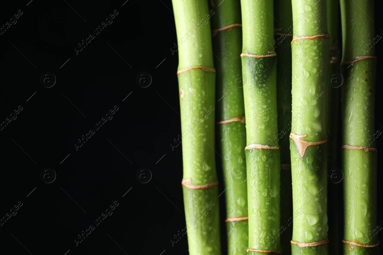 Photo of Wet green bamboo stems on black background, closeup. Space for text