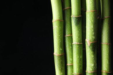 Photo of Wet green bamboo stems on black background, closeup. Space for text