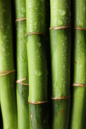 Photo of Wet bamboo stems as background, closeup view