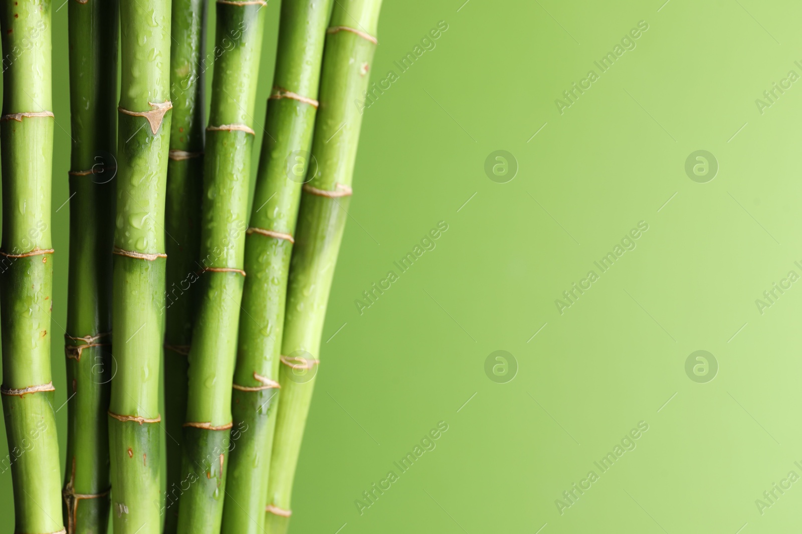 Photo of Wet bamboo stems on light green background, closeup. Space for text