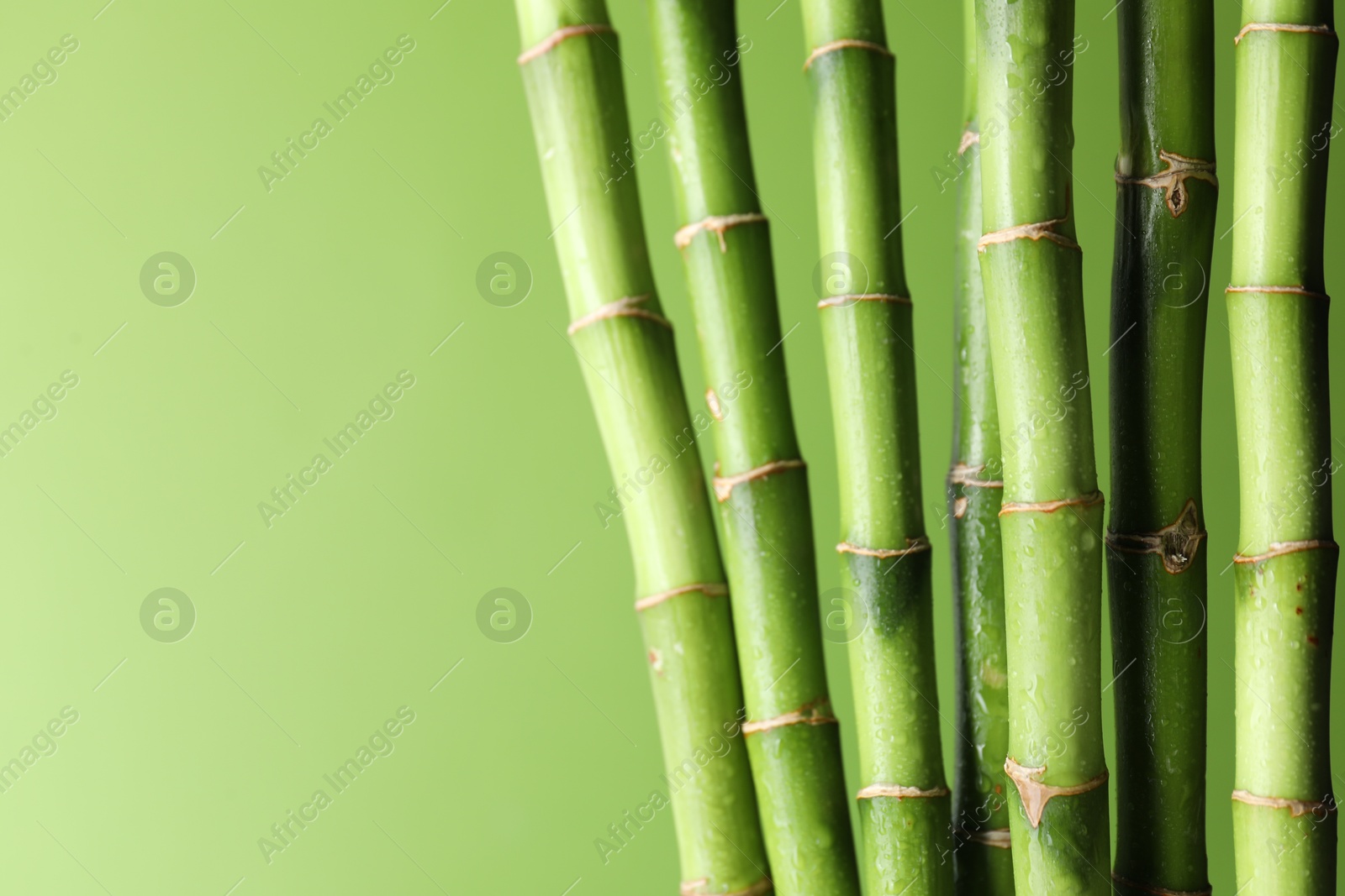 Photo of Wet bamboo stems on light green background, closeup. Space for text