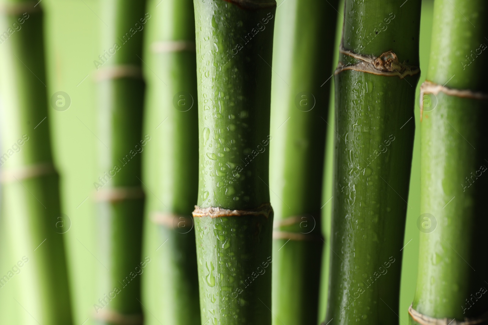 Photo of Wet bamboo stems on light green background, closeup