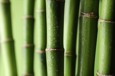 Photo of Wet bamboo stems on light green background, closeup