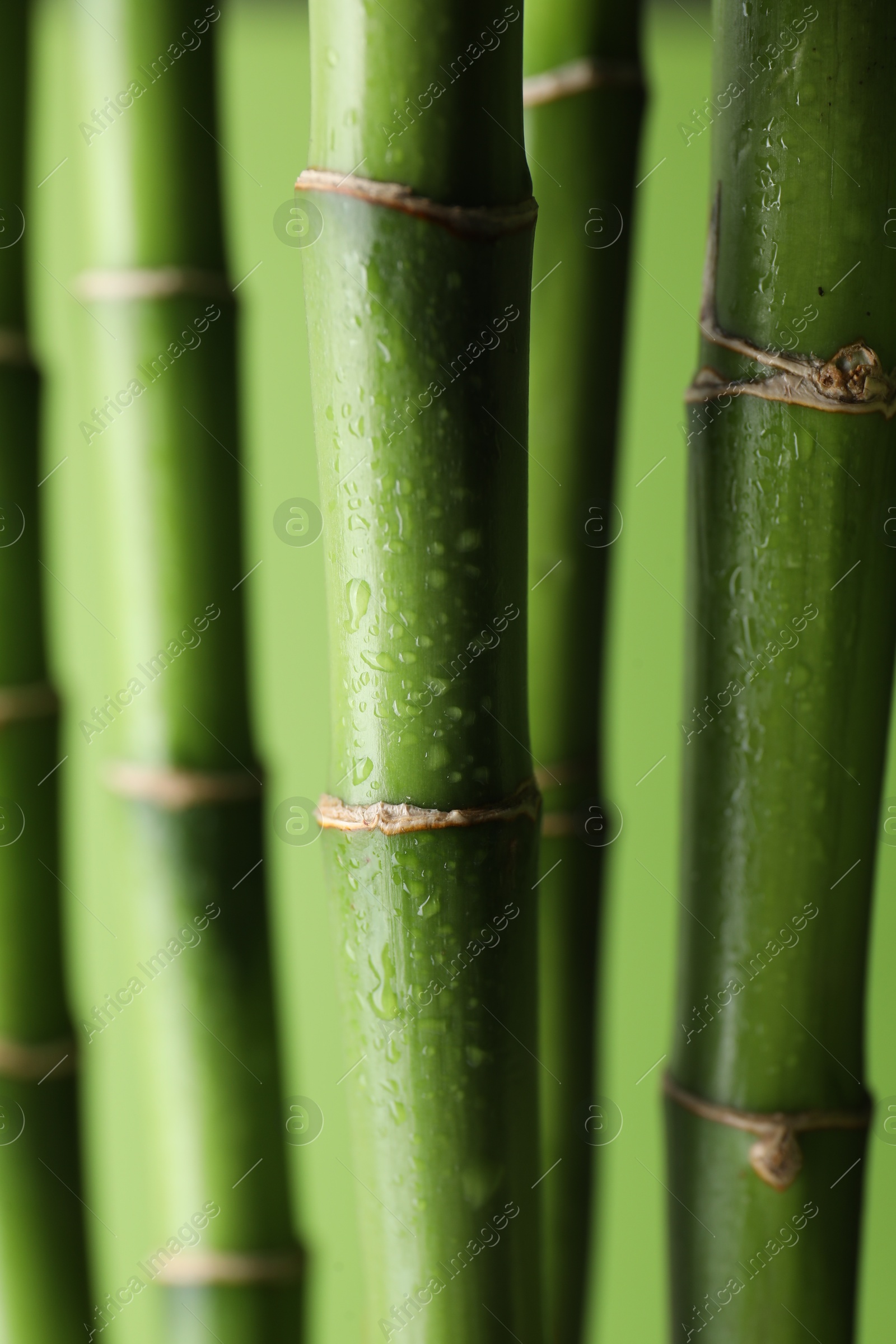 Photo of Wet bamboo stems on light green background, closeup