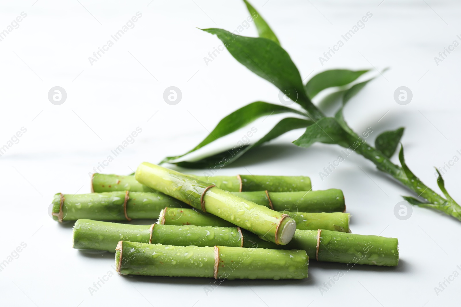 Photo of Wet cut bamboo stems and leaves on white background, closeup