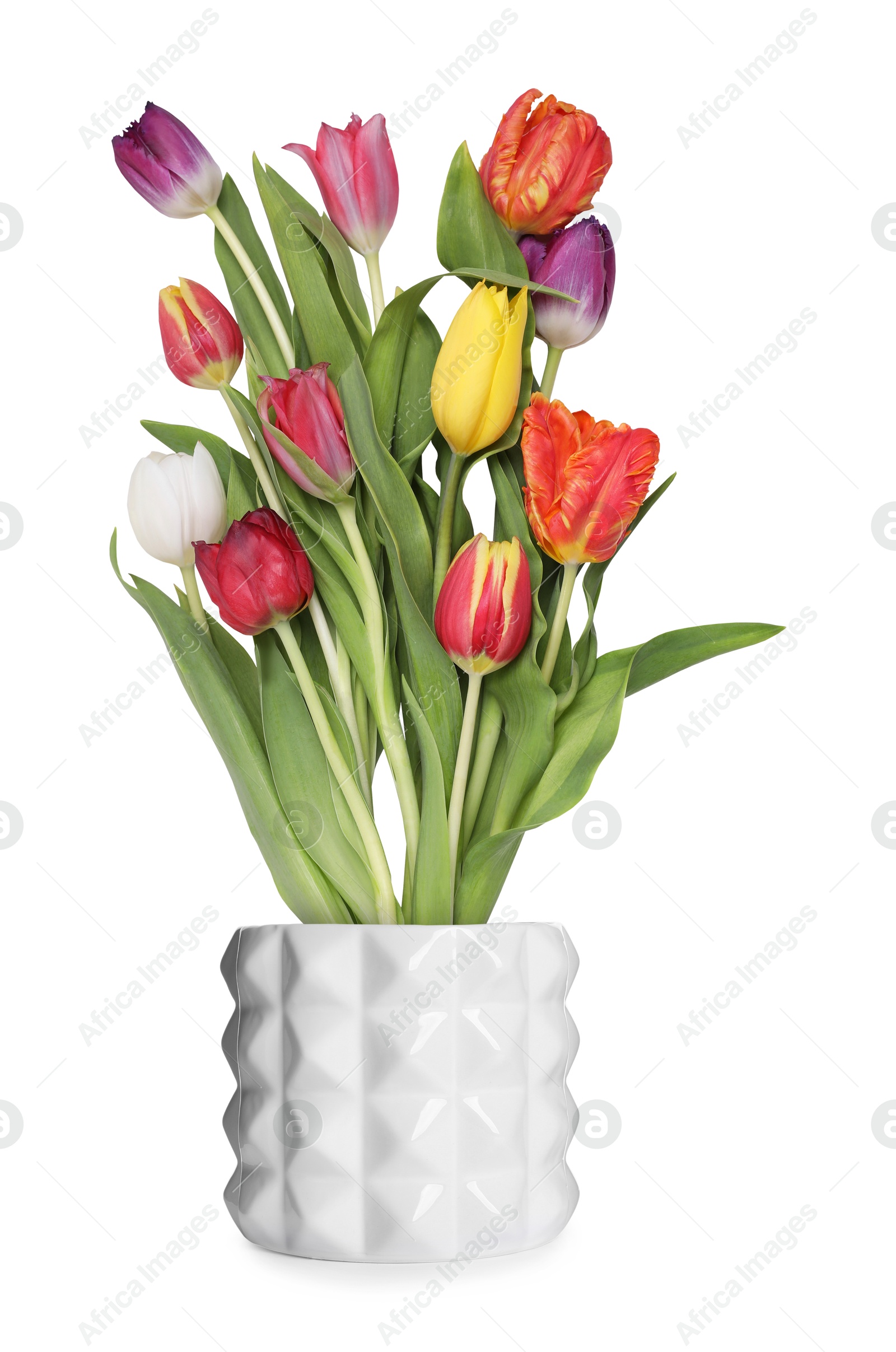 Beautiful colorful tulips blooming in ceramic cachepot isolated on white Image of Beautiful colorful tulips blooming in ceramic cachepot isolated on white