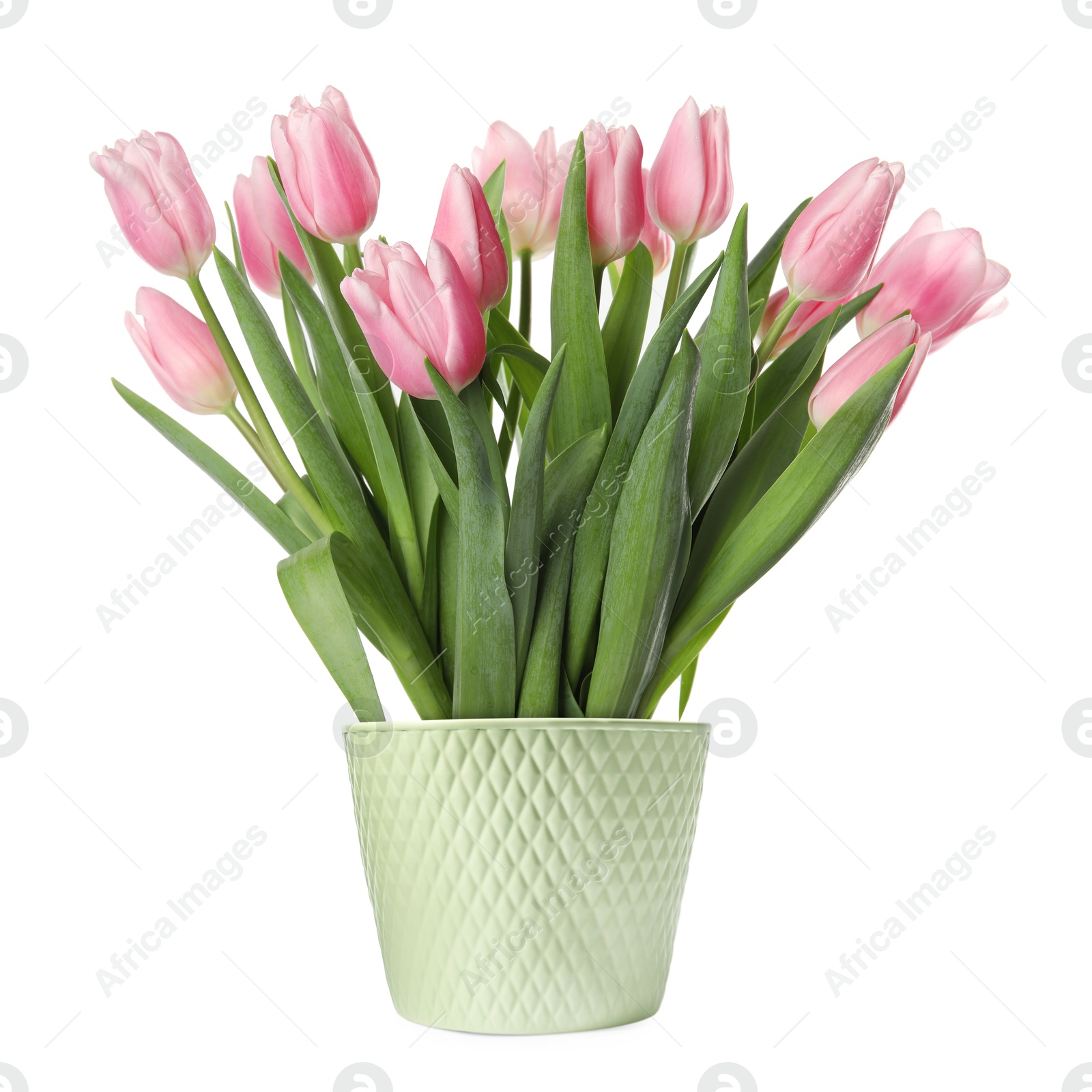 Beautiful pink tulips blooming in ceramic cachepot isolated on white Image of Beautiful pink tulips blooming in ceramic cachepot isolated on white