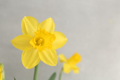 Photo of Yellow narcissus flowers on grey background, closeup. Space for text