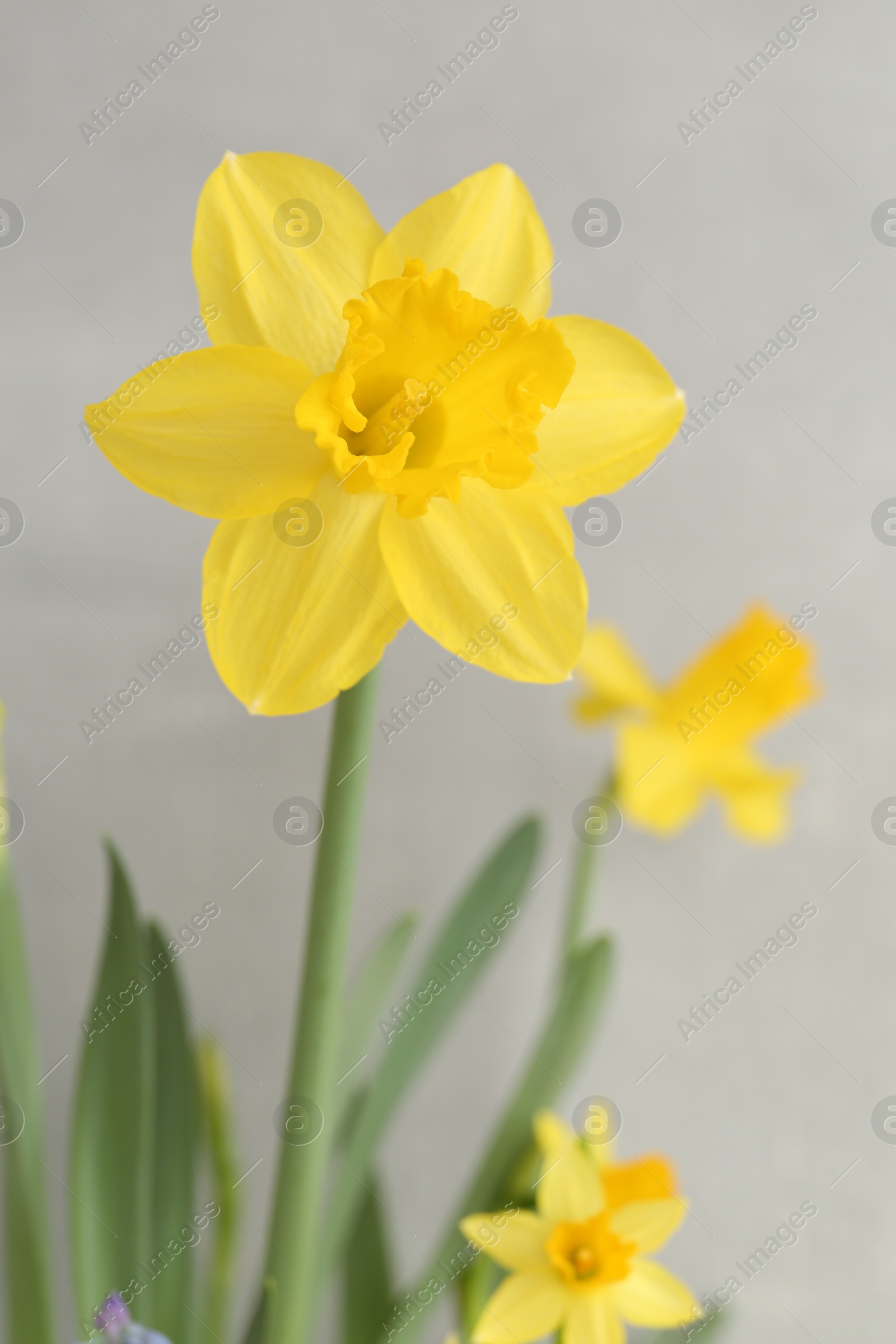 Photo of Yellow narcissus flowers on grey background, closeup