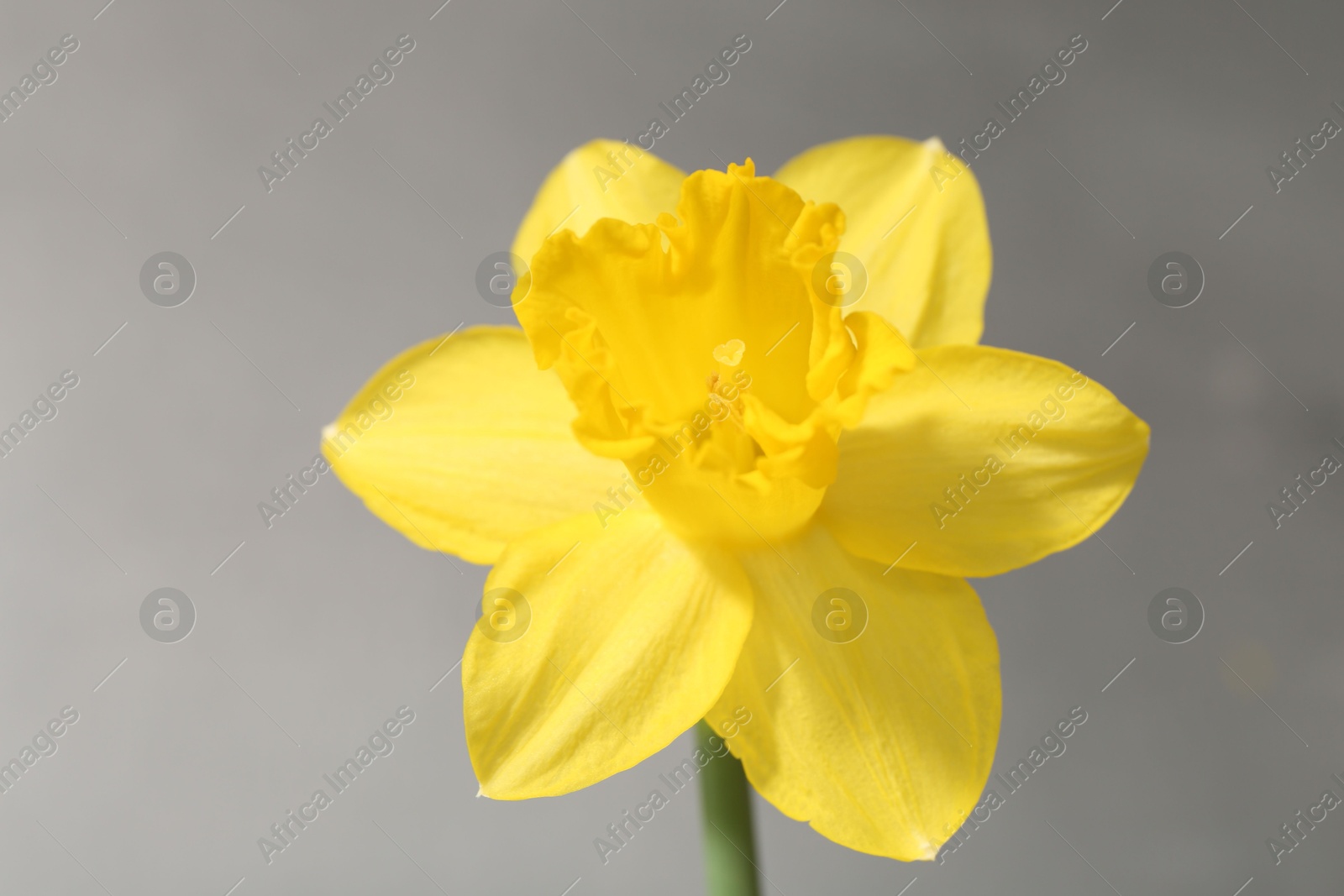 Photo of Yellow narcissus flower on grey background, closeup