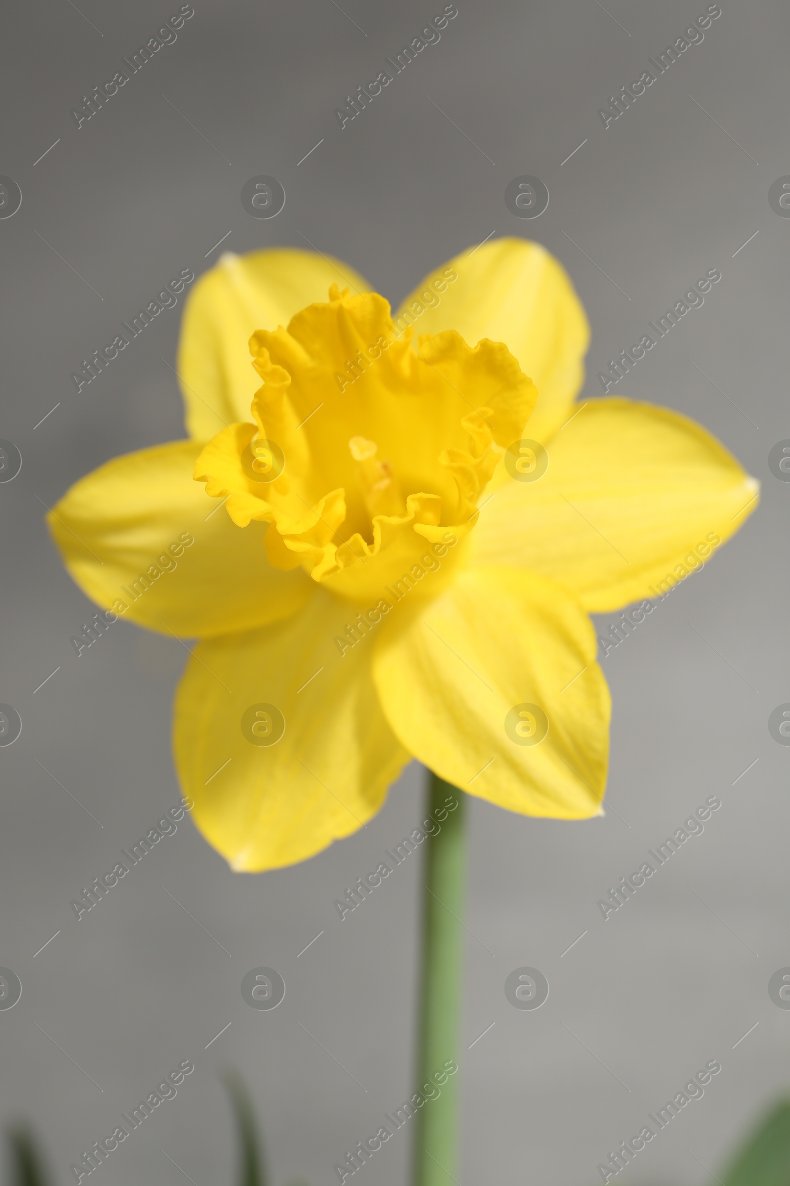 Photo of Yellow narcissus flower on grey background, closeup