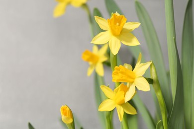 Photo of Yellow narcissus flowers on grey background, closeup. Space for text