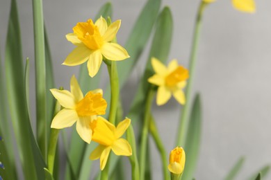 Photo of Yellow narcissus flowers on grey background, closeup. Space for text