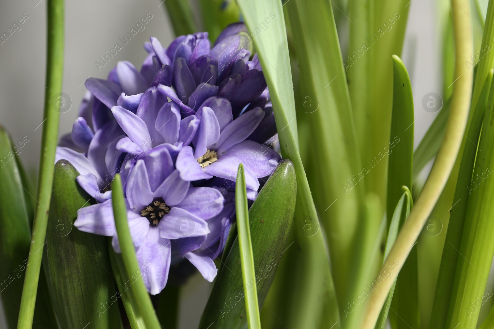 Photo of Beautiful hyacinth flowers on blurred background, closeup