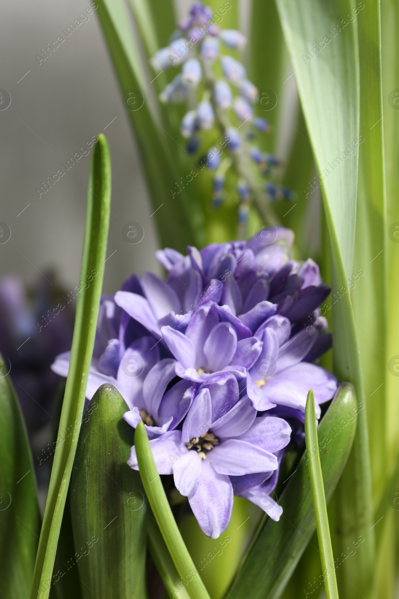 Photo of Beautiful hyacinth flowers on blurred background, closeup