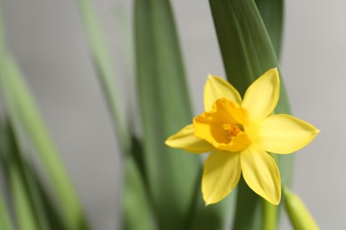 Photo of Yellow narcissus flower on grey background, closeup. Space for text