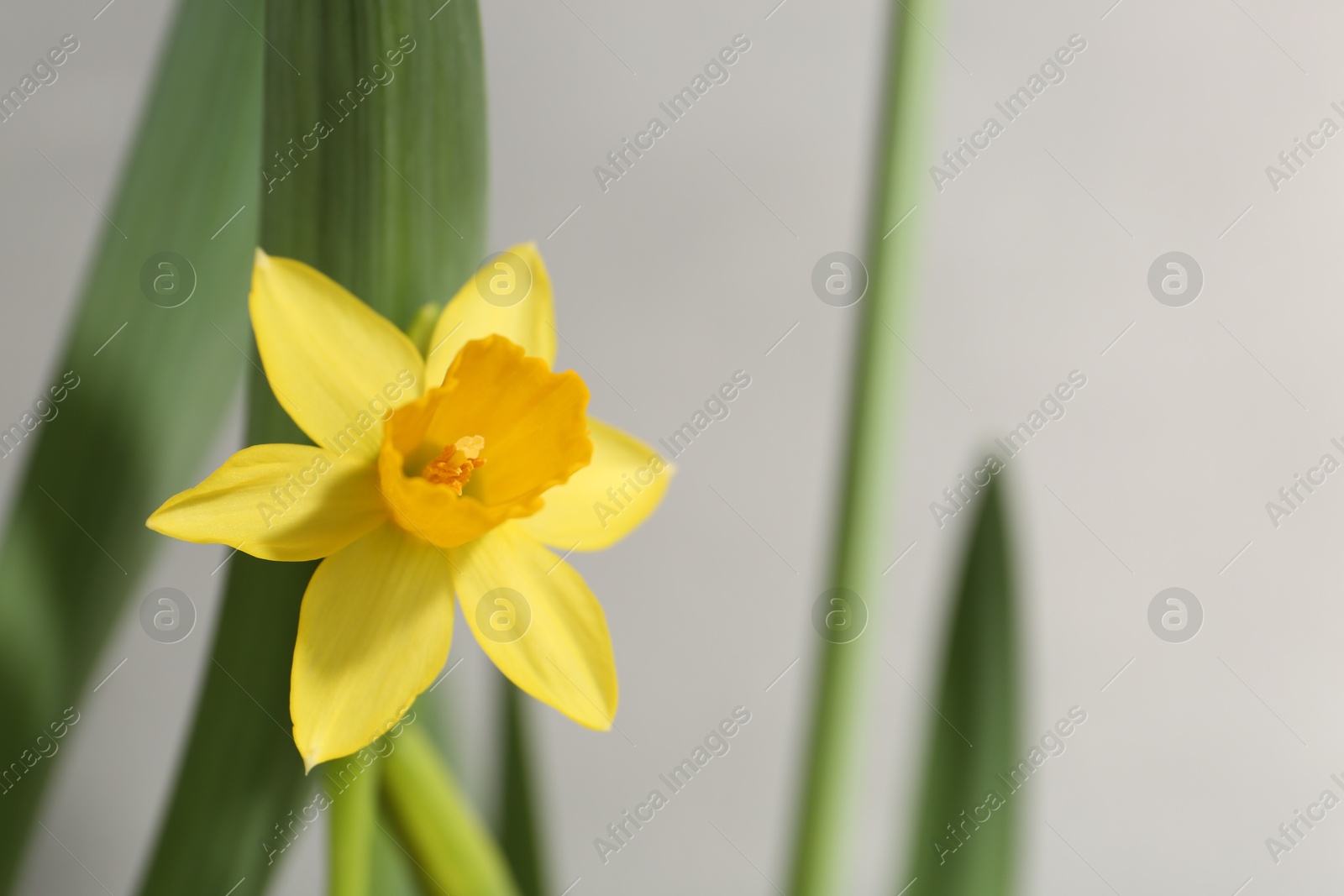 Photo of Yellow narcissus flower on grey background, closeup. Space for text