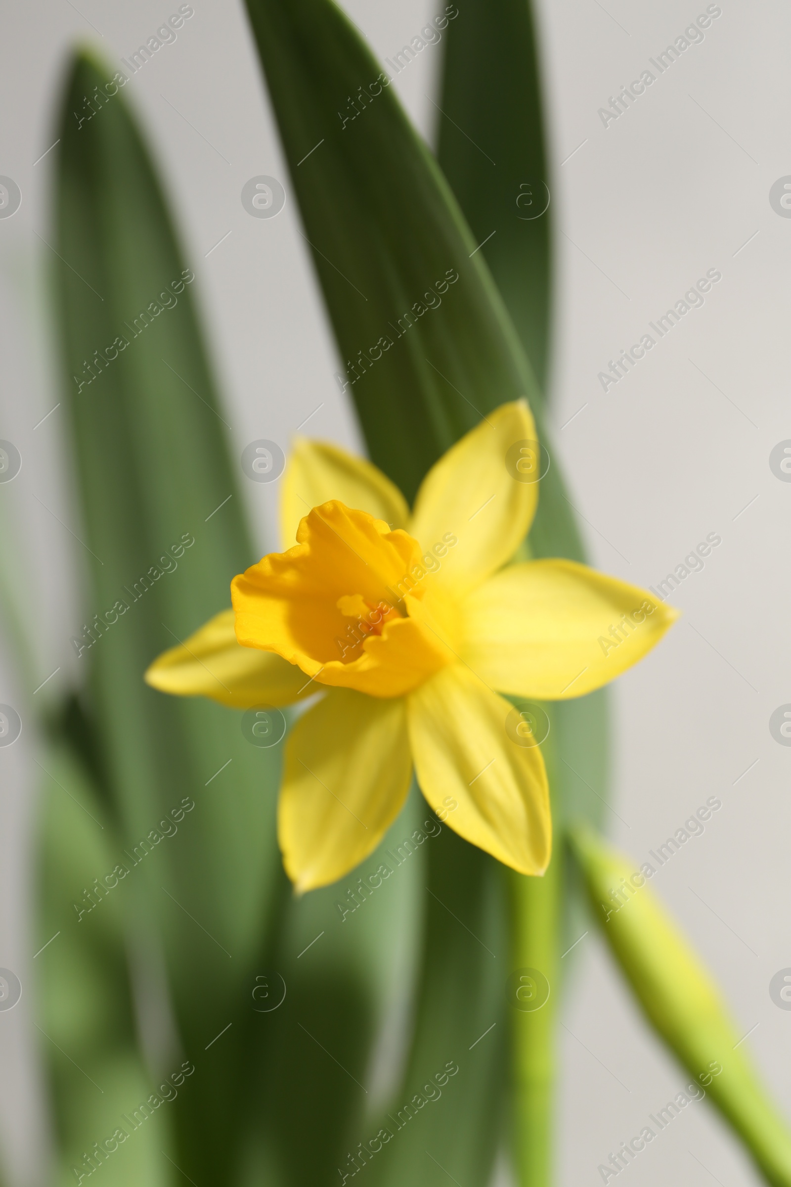 Photo of Yellow narcissus flower on blurred background, closeup