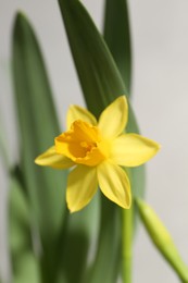 Photo of Yellow narcissus flower on blurred background, closeup