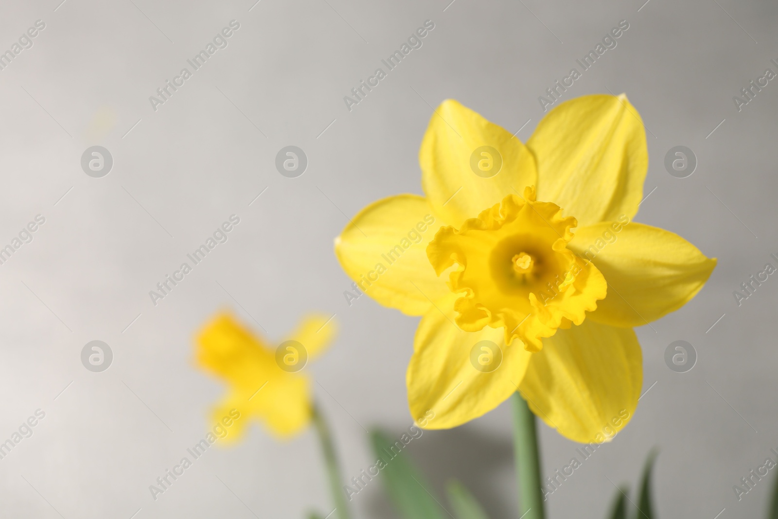 Photo of Yellow narcissus flowers on grey background, closeup. Space for text