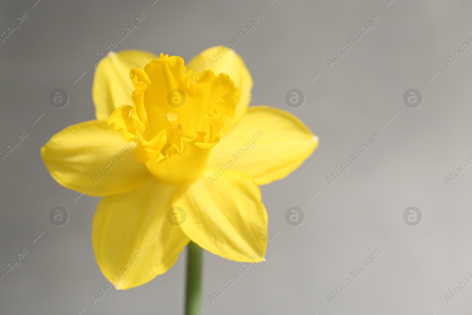 Photo of Yellow narcissus flower on grey background, closeup. Space for text