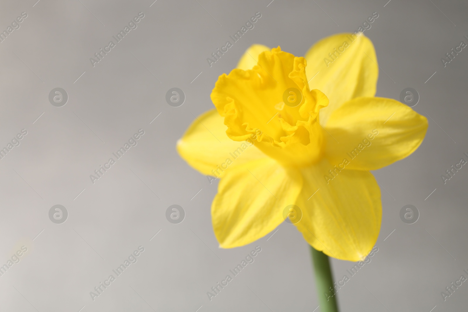 Photo of Yellow narcissus flower on grey background, closeup. Space for text