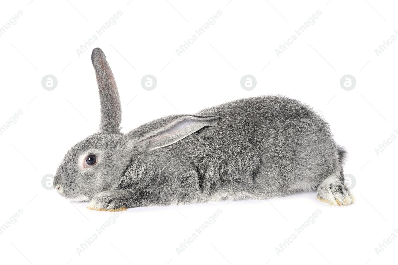 Photo of Fluffy grey rabbit on white background. Cute pet