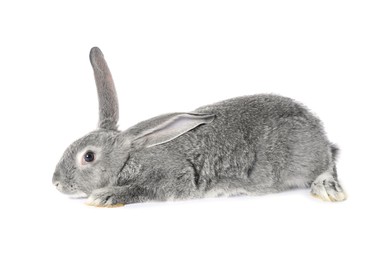 Photo of Fluffy grey rabbit on white background. Cute pet