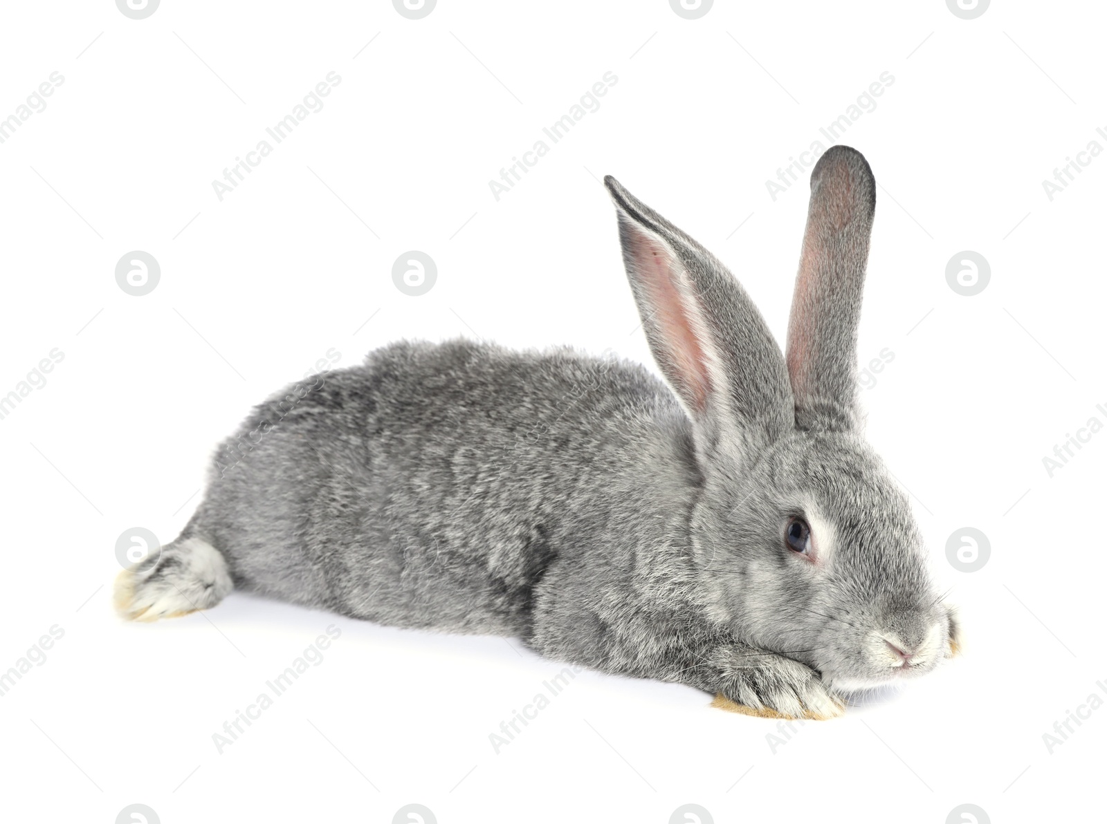 Photo of Fluffy grey rabbit on white background. Cute pet