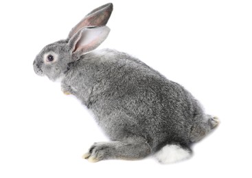 Photo of Fluffy grey rabbit on white background. Cute pet