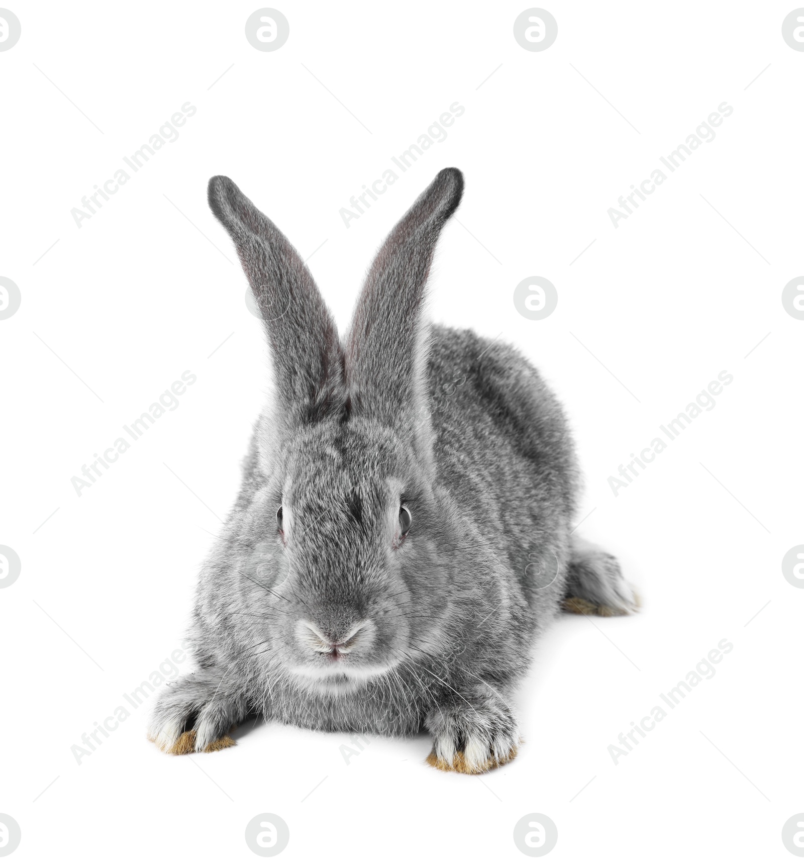 Photo of Fluffy grey rabbit on white background. Cute pet