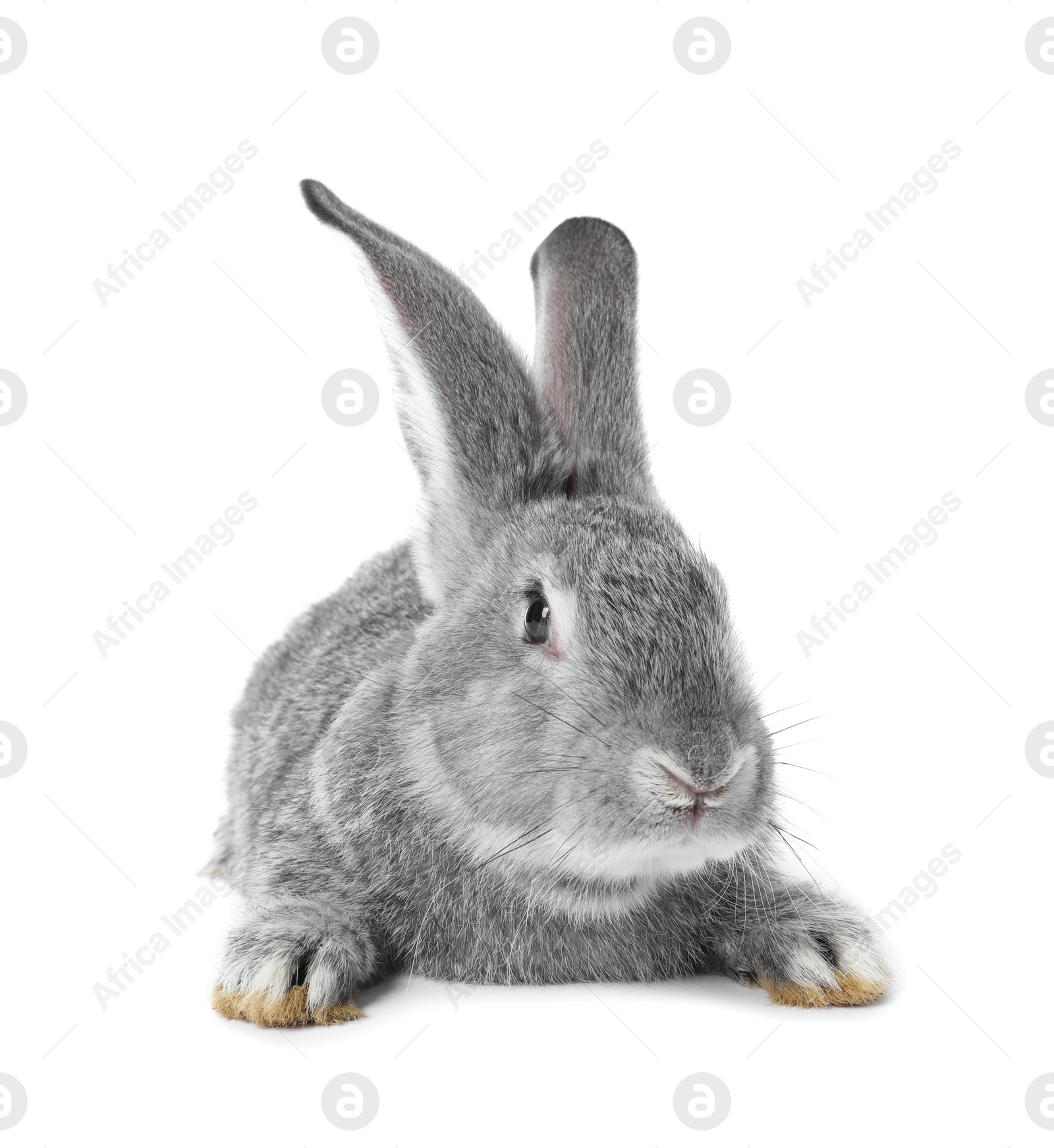 Photo of Fluffy grey rabbit on white background. Cute pet