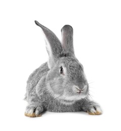 Photo of Fluffy grey rabbit on white background. Cute pet