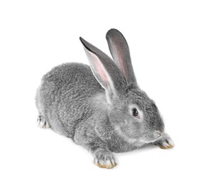 Photo of Fluffy grey rabbit on white background. Cute pet