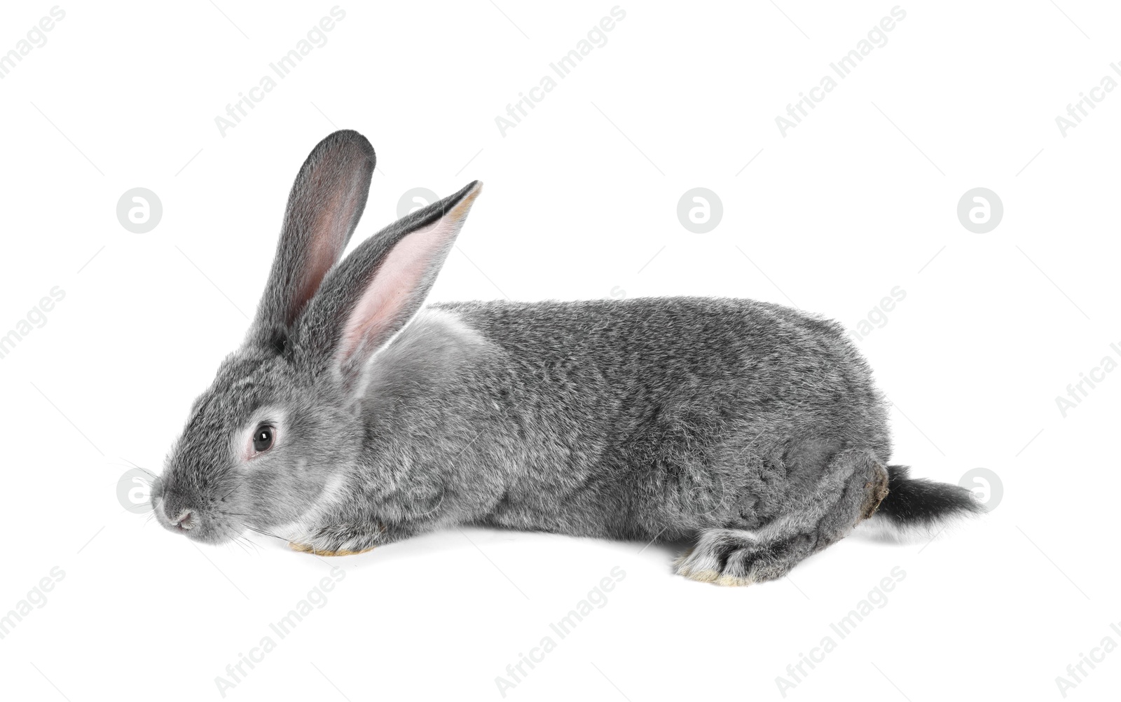 Photo of Fluffy grey rabbit on white background. Cute pet