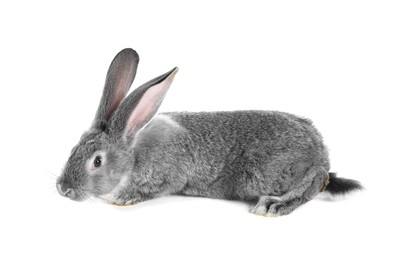 Photo of Fluffy grey rabbit on white background. Cute pet