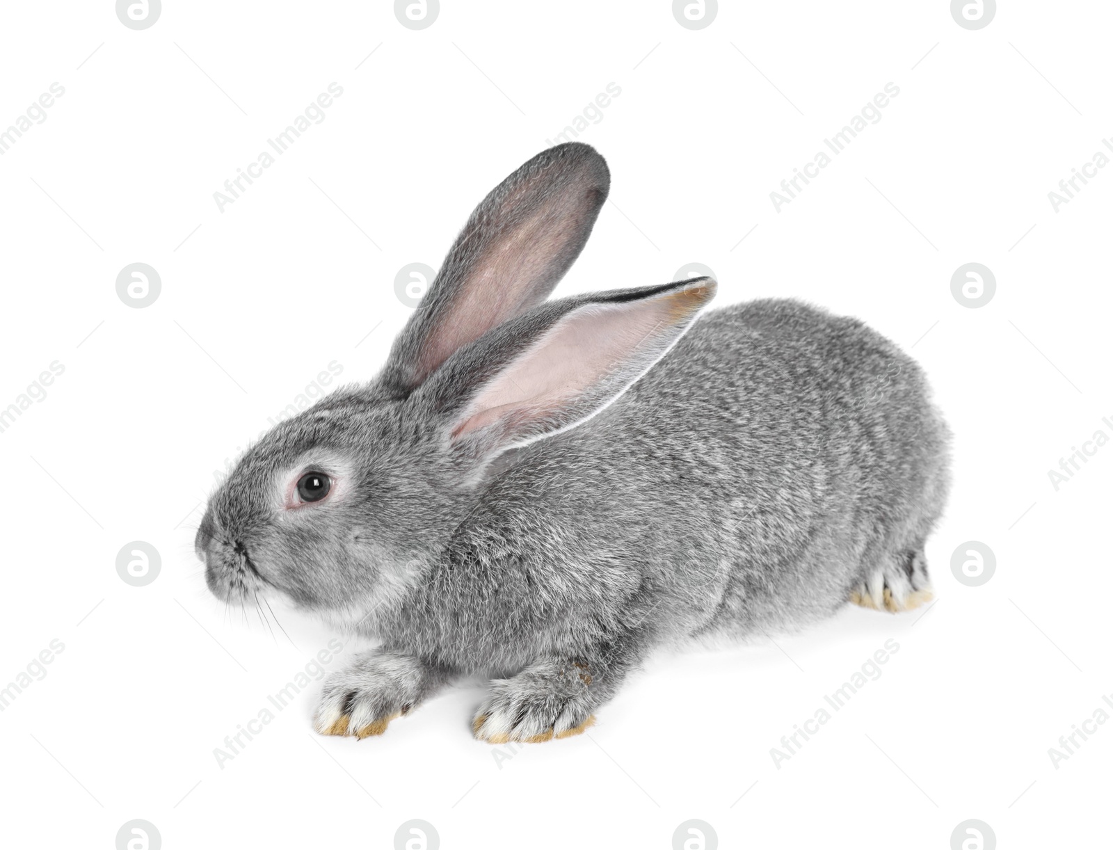 Photo of Fluffy grey rabbit on white background. Cute pet