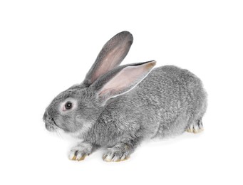 Photo of Fluffy grey rabbit on white background. Cute pet