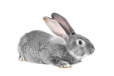 Photo of Fluffy grey rabbit on white background. Cute pet