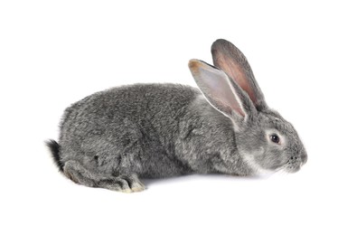 Photo of Fluffy grey rabbit on white background. Cute pet