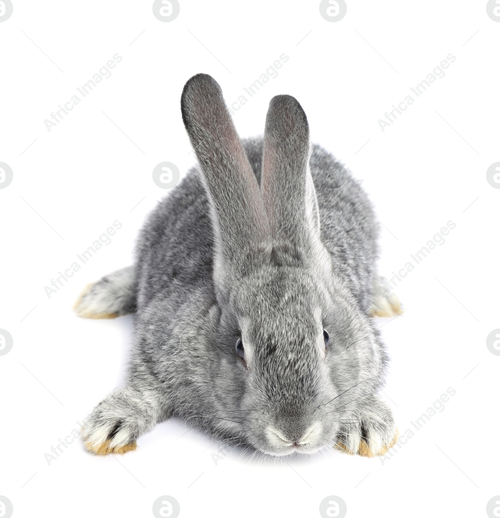 Photo of Fluffy grey rabbit on white background. Cute pet