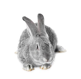 Photo of Fluffy grey rabbit on white background. Cute pet